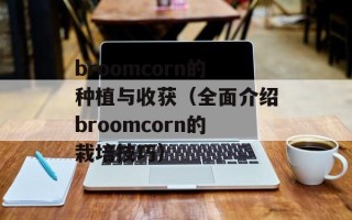 broomcorn的种植与收获（全面介绍broomcorn的栽培技巧）