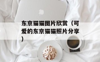 东京猫猫图片欣赏（可爱的东京猫猫照片分享）