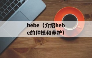 hebe（介绍hebe的种植和养护）