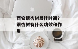 西安银杏树最佳时间？银杏树有什么功效和作用