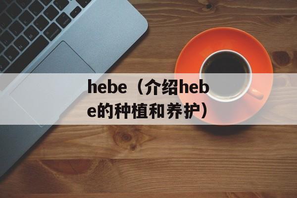 hebe（介绍hebe的种植和养护）-第1张图片-居家生活