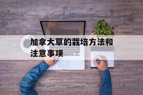 加拿大草的栽培方法和注意事项-第1张图片-居家生活