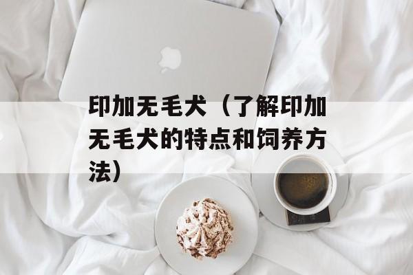印加无毛犬（了解印加无毛犬的特点和饲养方法）-第1张图片-居家生活