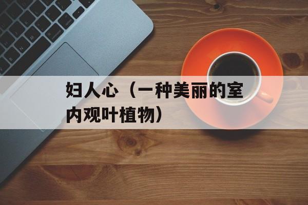 妇人心（一种美丽的室内观叶植物）-第1张图片-居家生活