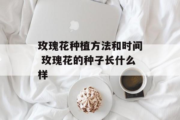 玫瑰花种植方法和时间 玫瑰花的种子长什么样-第1张图片-居家生活